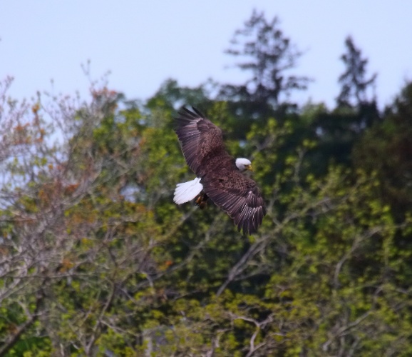 2019 05 08 HTP 90133e